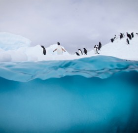 penguins play and dive, antarctic