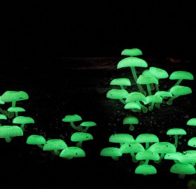 glowing mushrooms