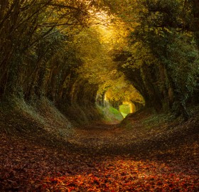 Tunnel of Trees, Halnaker, England