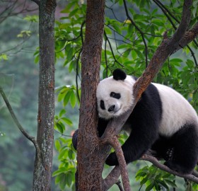 Giant Panda Sleeping On A Tree, China