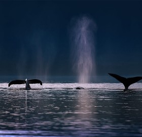 Humpback Whales Swim, Alaska