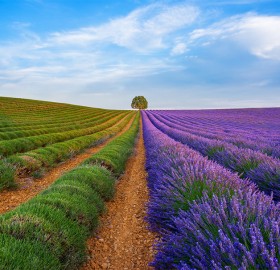 Lavender Province, Valensole, France