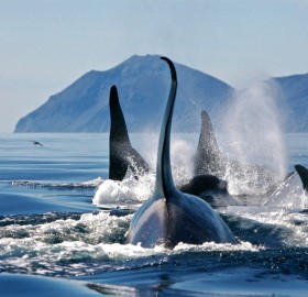 Group Of Killer Whales, Bering Sea