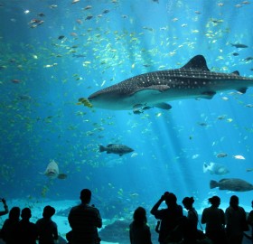 biggest aquarium in the world