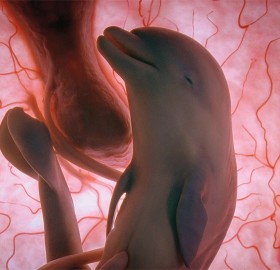 baby dolphin in womb