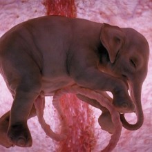 baby elephant inside womb