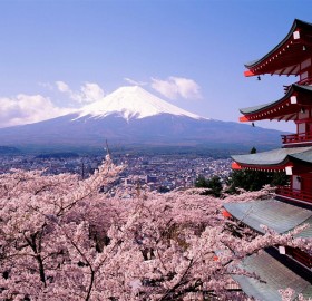 japan cherry blossom