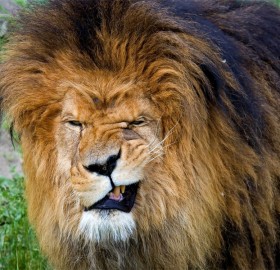 lion face expression