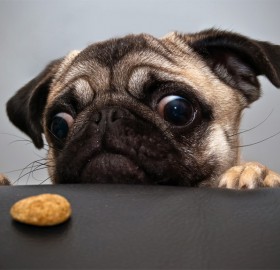 pug wants cookie