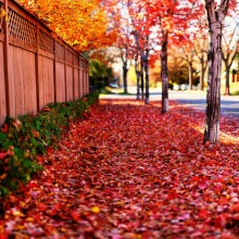 Red Path of Autumn