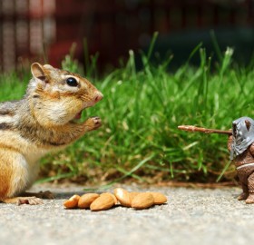 squirrel versus ewok
