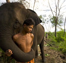 a man and his elephant