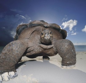 Big Turtle Is The King Of The Beach
