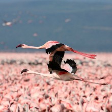 flying pink flamingos