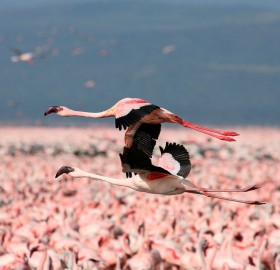 flying pink flamingos