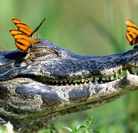 gator and the butterflies