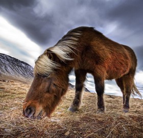 iceland wild horse