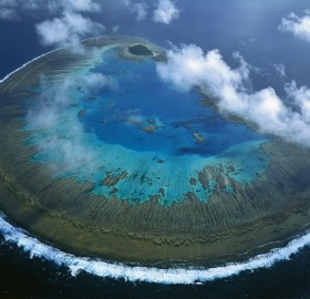 lady musgrave island coral