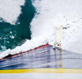polar bear encountering an icebreaker ship