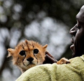 usain bolt holds a cheetah