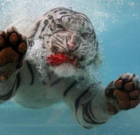 underwater white tiger