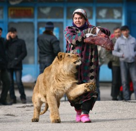 woman takes lion for a walk