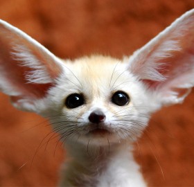 a little fennec fox