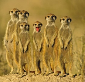 a meerkat family