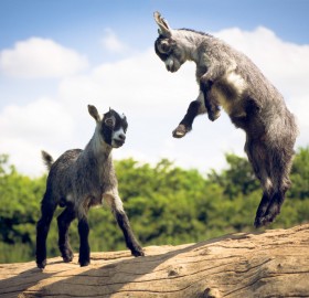 baby goats jumping