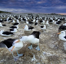black browed albatrosses from south africa