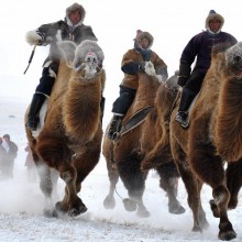 camel races, mongolia