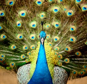 magnificent peacock