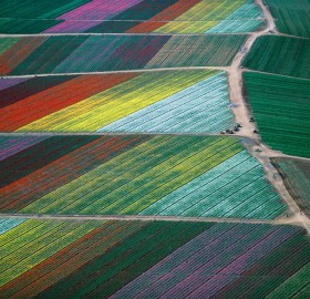 tulip fields from above, holland
