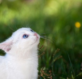 white cat – blue eyes