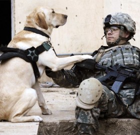 a soldier and his dog in iraq