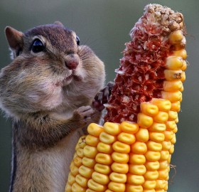 chipmunk eats corn