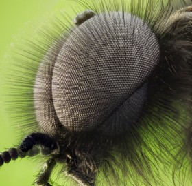 double compound eyes of a fly