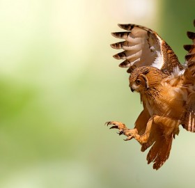 flight of the owl