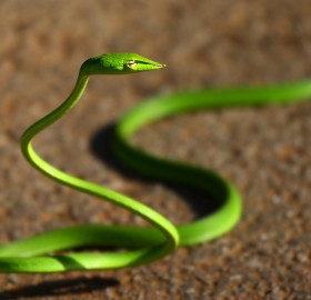 green whip snake