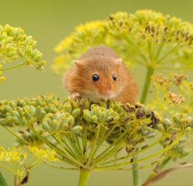 harvest mouse loves flowers