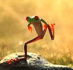 let`s dance frog