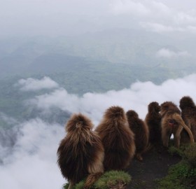 monkeys at ethiopian mountains