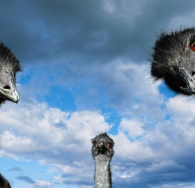ostrich look