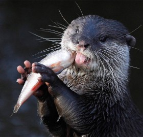 short clawed otter eats a fish