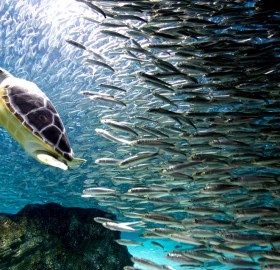 turtle swims with sardines