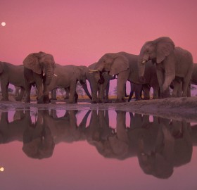 twilight of the giant elephants