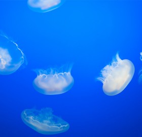 underwater jelly formation