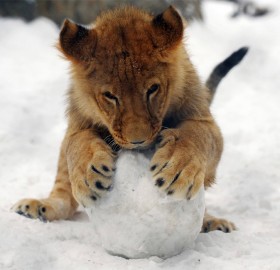 baby lion plays with snowball