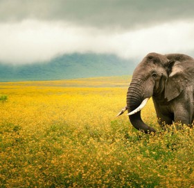 elephant in a yellow flower field