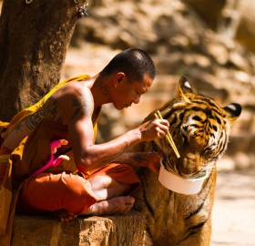 monk shares a meal with a tiger